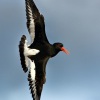 Ústřičník velký - Haematopus ostralegus - Eurasian Oystercatcher  5520
